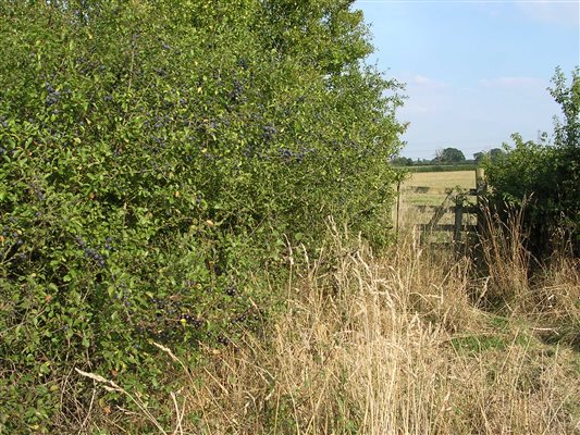 Kissing Gate